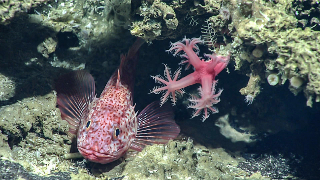 A scorpion fish, seen next to a mushroom coral, observed at 460 meters (1,509 feet) depth during the Deep-Sea Symphony: Exploring the Musicians Seamounts (EX1708) expedition in 2017 as part of the Campaign to Address Pacific monument Science, Technology, and Ocean NEeds (CAPSTONE). 