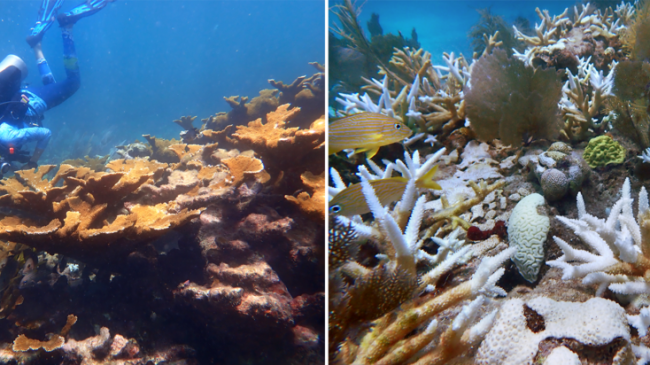 (left) Healthy elkhorn coral at Horseshoe Reef in the upper Florida Keys before last summer’s mass bleaching event. (right) Bleached wild and outplanted staghorn and brain corals at Sombrero Key Reef in the middle Florida Keys in the summer of 2023. 