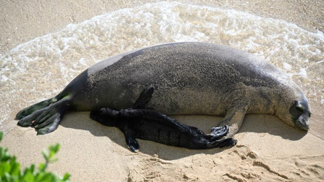 Hawaiian monk seal RK96 (Kaiwi) and her newborn pup at Kaimana Beach, Waikīkī.