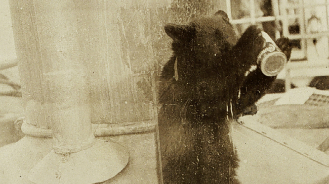 Billy the bear cub, a pet on the USC&GSS Gedney, makes a mess as he drinks from a can.