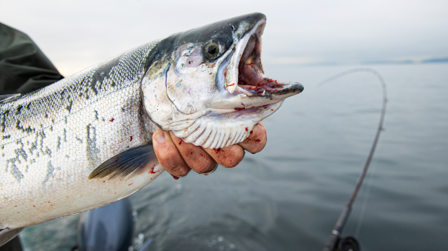 Photo of a fisherman in Washington state holds a coho salmon. 