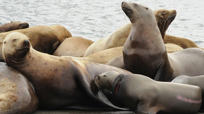 Photo of a one-year-old endangered female Steller sea lion back with mom after a successful entanglement response in 2023.  Credit: NOAA Fisheries/Kim Raum-Suryan, NOAA permit No. 24359.