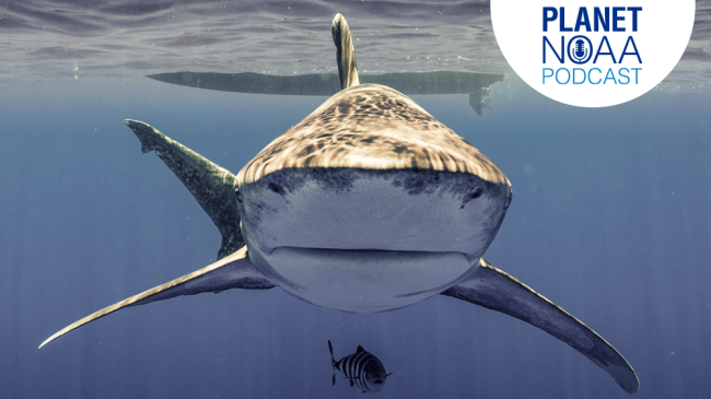 Front view of an oceanic whitetip shark swimming near the surface of the water. Credit: John Carlson/NOAA