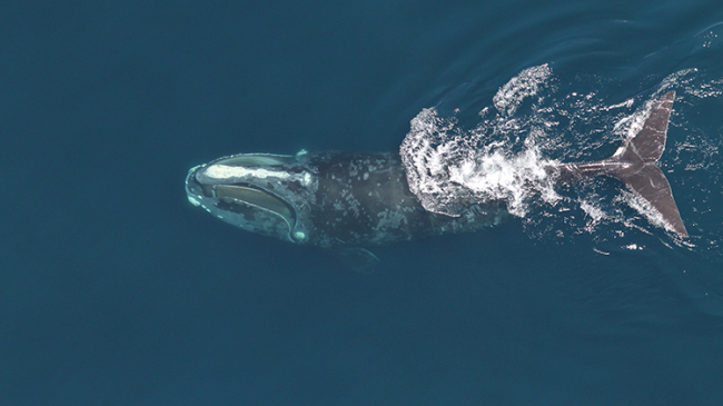 North Atlantic right whale feeding.