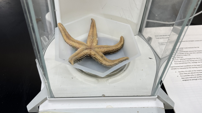 A sea star in a plastic weigh dish on a laboratory balance. The balance reads "38.2441 g."