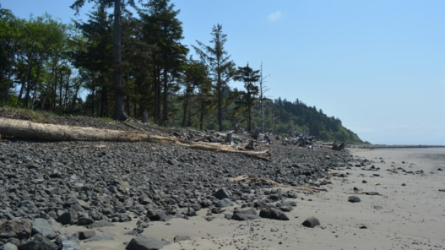 A beach transitions to rocks and then trees with large downed trees across the rocks.