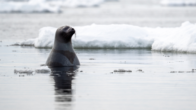 Photo of an adult female ribbon seal looks around among ice floes in the Bering Sea. Credit: NOAA Fisheries/Josh M London. Photo taken while working under authority of NMFS Research Permit #23858.