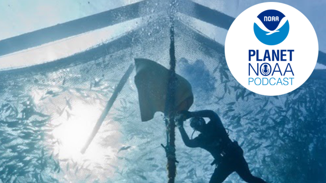 Divers maintain an open water net pen below the surface.