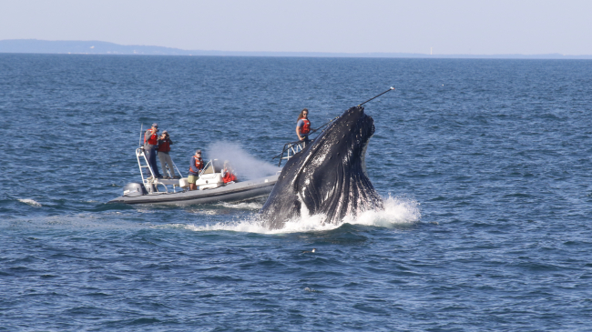 Massive head of a whale pokes above the ocean surface next to five people on a small speed boat 