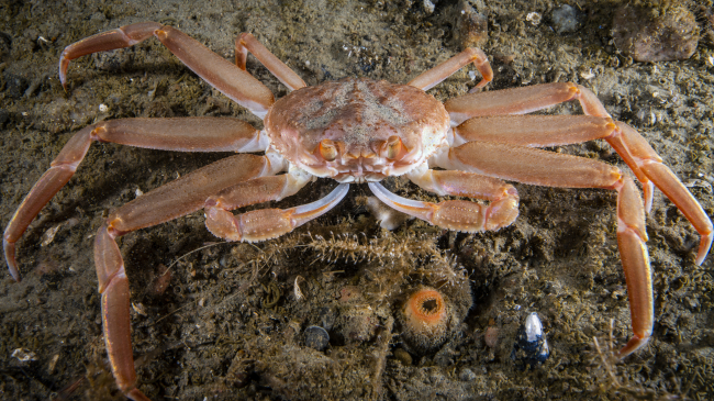 Photo of a snow crab underwater. Credit: iStock