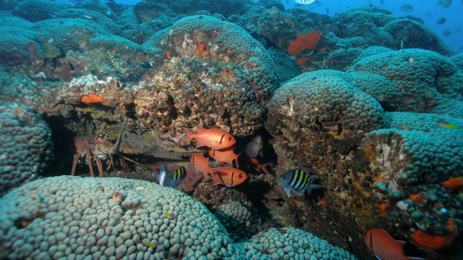 The highest peak at Stetson Bank, within Flower Garden Banks National Marine Sanctuary, is covered in Madracis coral and almost constantly swarming with fish. Lobsters and eels also love to shelter here. 