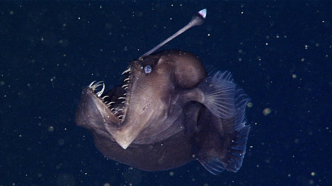 A globular fish with a large mouth of sharp teeth and a light organ dangling from a protrusion on its head