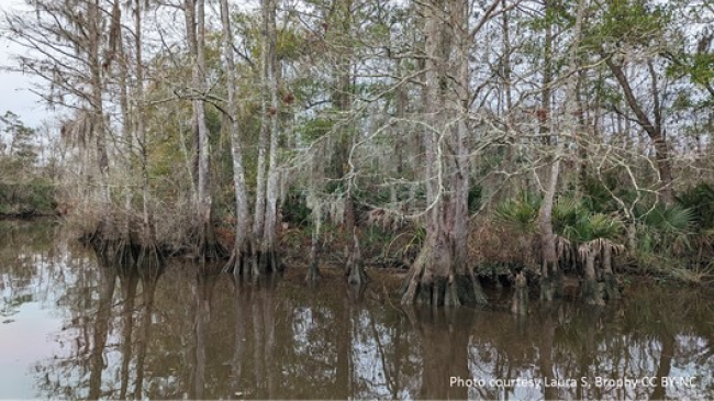 A stand of bald cypress trees in dark brackish water