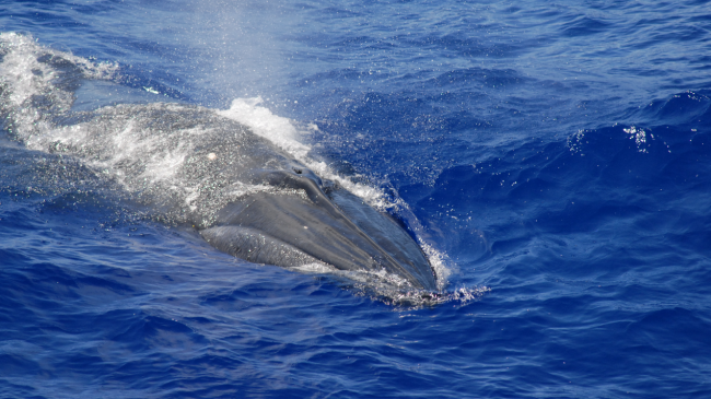 A Bryde’s whale photographed in the Mariana Archipelago.