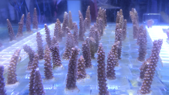Cylindrical corals are lined up in rows in a tank lit by blue light.