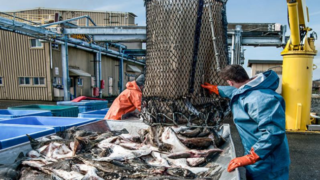 Fishermen offloading. Credit: Shutterstock.