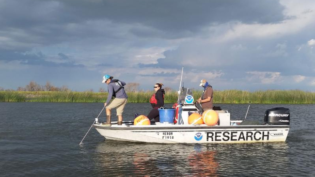 Researches with the Fisheries Collaborative Program at the University of California at Santa Cruz deploy equipment to measure predation rates on juvenile salmon in the Sacramento-San Joaquin Delta.