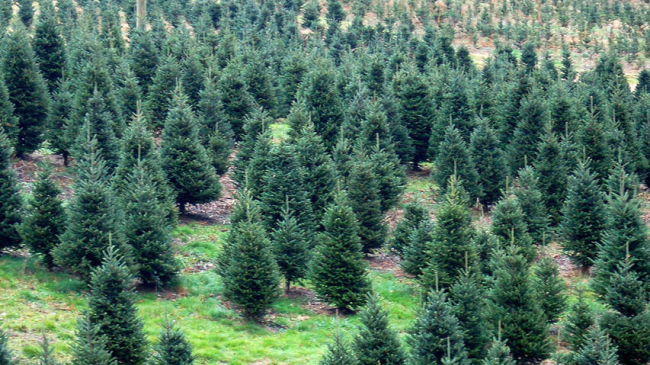 Christmas tree farm.