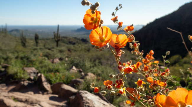close up of a flower with mountains and cacti in the background 