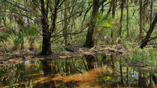 Forest vegetation lines a sun-dappled wetland. The water is shallow enough that the forest floor is visible underneath.