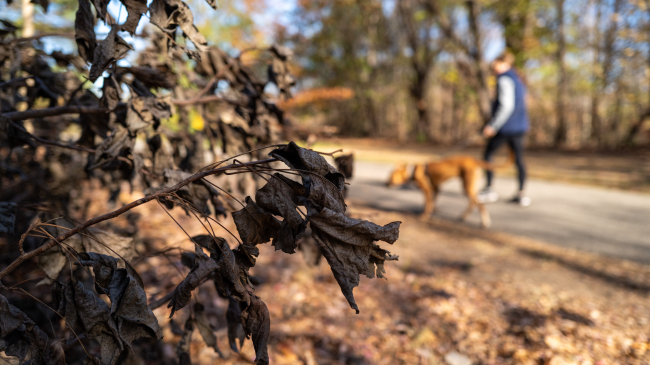 November 15, 2024: Shriveled leaves and bushes cover the ground at Brooklyn's Prospect Park as New York City and much of the Northeast saw a warm and dry November 2024, wrapping up the warmest fall in the U.S. on record.