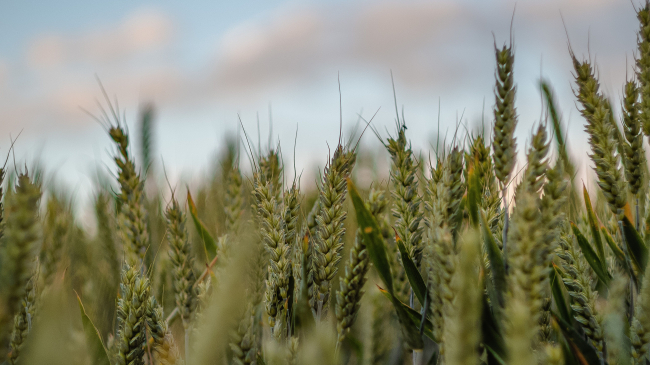 Photo showing closeup shot of sweetgrassees in a field. Drought resilience planning for the Chippewa Cree Tribe of the Rocky Boy’s Reservation will include including conservation of sweetgrass, a culturally important wetland plant which can help build resilience to drought. Photo credit: Shutterstock