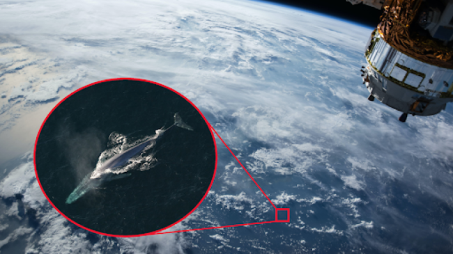 A view from a satellite over Earth’s ocean and an aerial view of a blue whale.