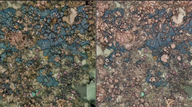 The images are a top-down view of a coral reef on which someone has digitally traced coral area. In the left photo, there is greater coral cover and the reef looks more colorful than in the right photo.