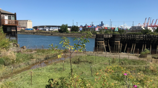 A shoreline featuring a muddy bank with scattered rocks, vegetation, storage structures, wooden pilings, and a bridge and wooden pilings in the background under a clear sky. 