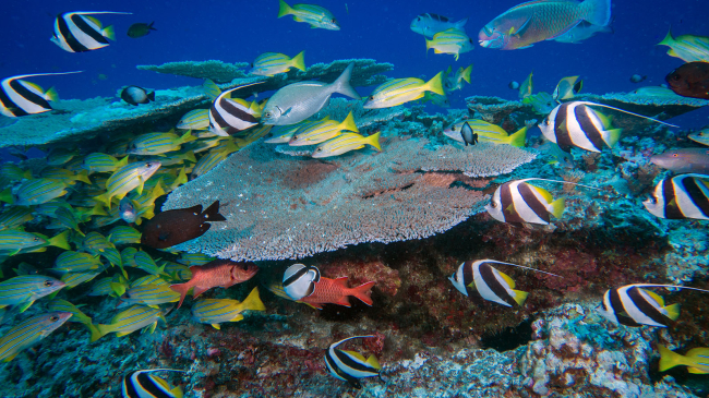 Photo showing a variety of fish species swim above a patch reef 80 feet deep at French Frigate Shoals within the Papahānaumokuākea National Marine Sanctuary. The sanctuary includes an expansive area of coral reefs, seamounts, banks, and shoals and is home to a wide variety of invertebrates, fish, birds, marine mammals, and other wildlife, many of which are found only in the Hawaiian Islands.