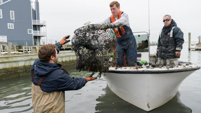 DECEMBER, 2020: Volunteers, faculty and staff FROM the University of Delaware and Delaware Sea Grant work in Rehoboth Bay, Delaware, to clean up lost and abandoned crab pots that litter the bay floor. 