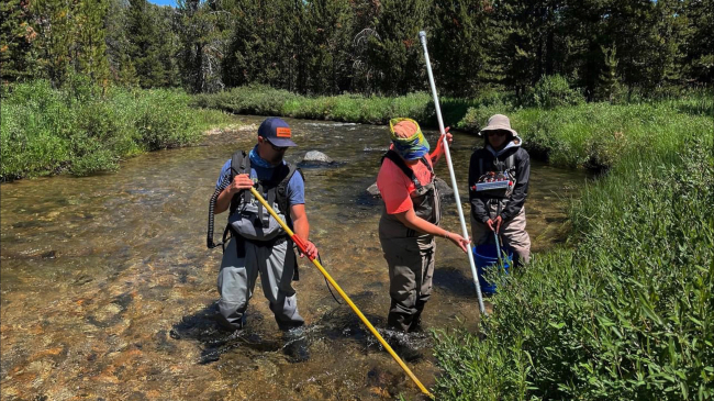 Three people in waders using fisheries equipment in a shallow, flowing stream. One person uses an electrofishing backpack, another has a net, and a third holds a bucket and a measurement device.