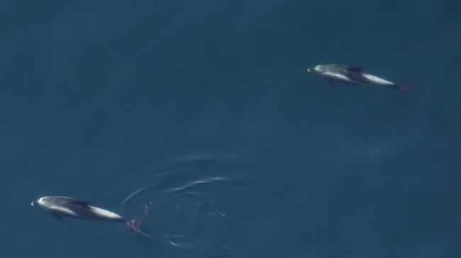 An aerial view of three white beaked dolphins swimming through the ocean.