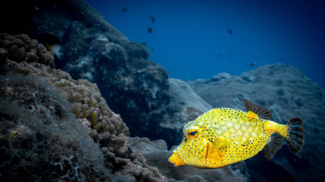 Bright yellow trunkfish swimming near corals in the ocean