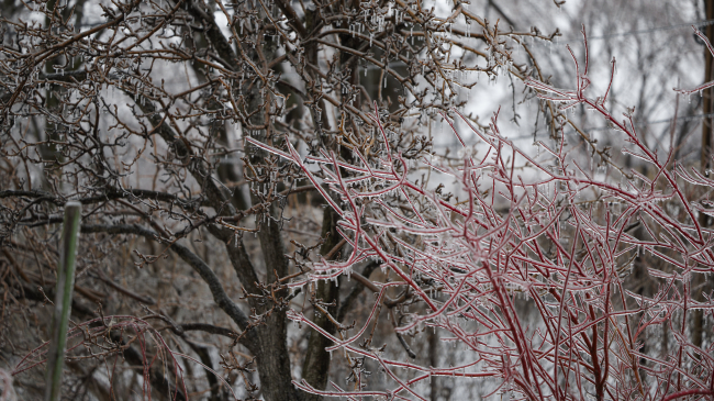 Branches covered with ice after freezing rain. Credit: Getty Images.