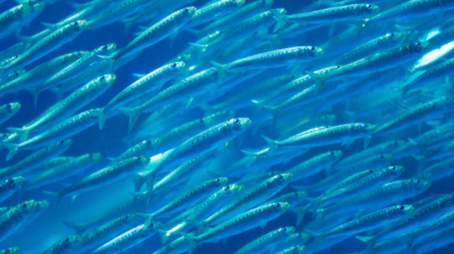 A school of Pacific sardines.