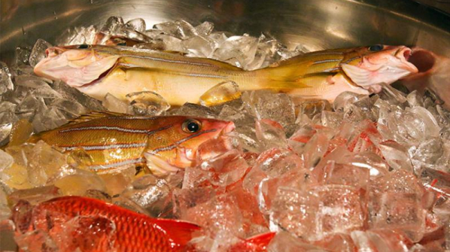 Fresh-caught taʻape on ice.