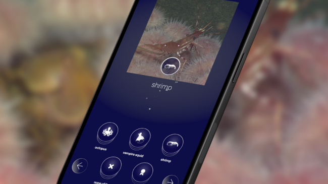 Cell phone showing an image of a shrimp with other ocean animal names listed below it.