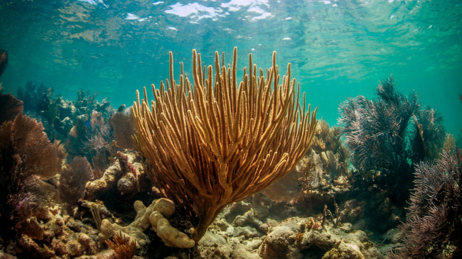 Coral reefs like this one in the Florida Keys National Marine Sanctuary buffer shorelines from wave action, storms, and erosion, and protect wetlands and harbors. 