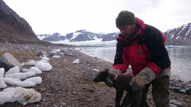A female arctic fox (blue color morph) is fitted with a satellite collar in Spitsbergen, Svalbard, so researchers can track her movements. 