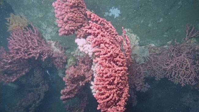 Large colonies of bubblegum coral make the canyon walls their home. NOAA, BOEM and USGS worked together to study deep sea coral ecosystems as part of the Atlantic Canyons expedition. (Image courtesy of Deepwater Canyons 2013)