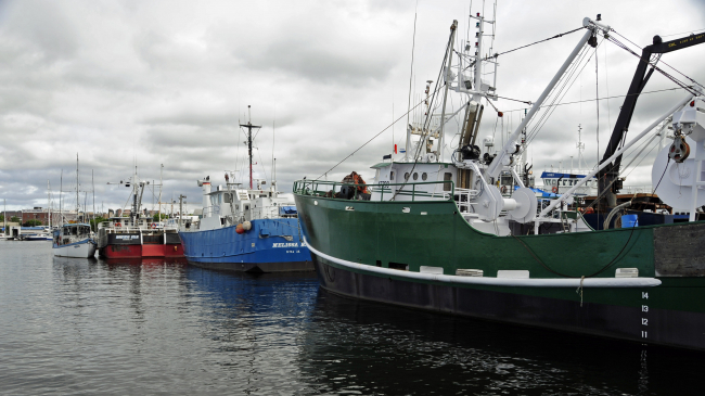 In 2016, not only did the Magnuson-Stevens Act (MSA)— the primary law governing marine fisheries in U.S. federal waters — turn 40, but we’ve also reached another significant milestone in fisheries management. NOAA Fisheries is announcing our 40th rebuilt stock: barndoor skate.