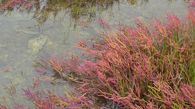 Sea level rise is causing increased flooding of salt marshes, creating a super saline environment through standing ponds that kill surrounding vegetation. Credit: Meredith Haas, Rhode Island Sea Grant