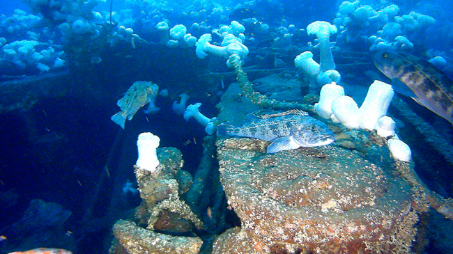 The 1000 horse power triple-expansion steam engine inside the hull of the shipwreck USS Conestoga. This diagnostic artifact help date the shipwreck along with its coal fired twin Scotch boilers. Forward of the steam engine is a partial bulkhead, on the forward side of the bulkhead remnants of coal in the coal bunker contributed to the verification this was the wreck of the Conestoga. Inside the engine room space, are steam pipes, portholes from the upper deckhouse and a marine head.