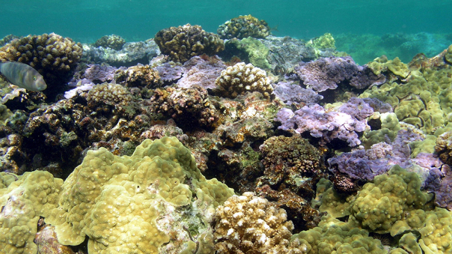 ​Coral reef​s ​​​​in the clear blue waters of Kure Atoll in ​Hawaii's Papahānaumokuākea Marine National Monument​.