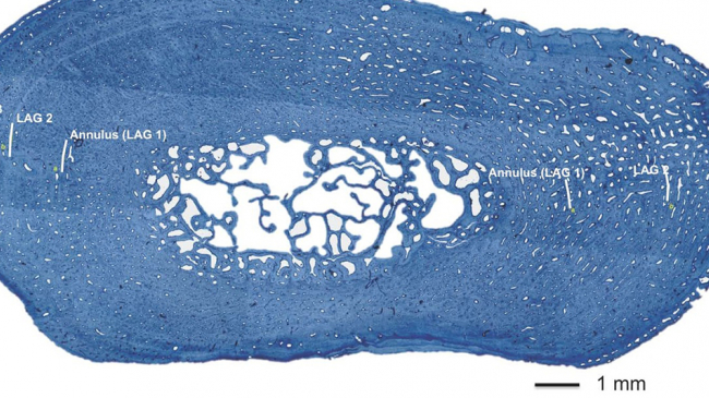 Growth rings in East Pacific green sea turtle bones allow scientists to study diet and habitat shifts over the animals lifetime.