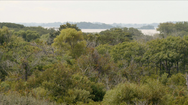 Another beach attraction: Marine forests.