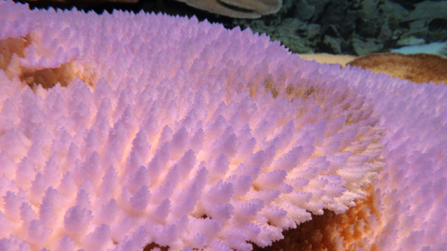 A bleached colony of table Acropora at Fagatele Bay, Tutuila, American Samoa.