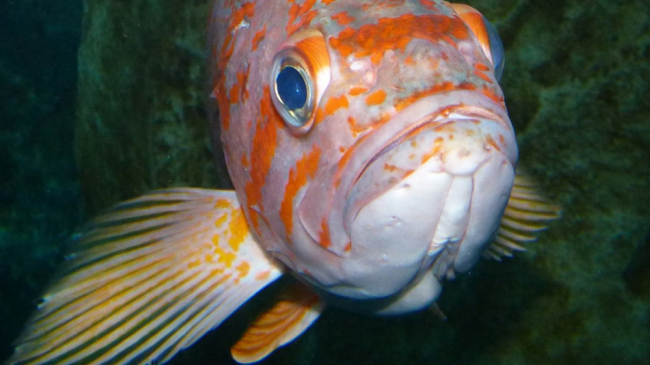 Canary rockfish.
