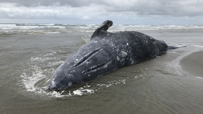 Stranded dead gray whale at Leadbetter Point State Park, Washington, in early April. A necropsy by Portland State University’s Northern Oregon/Southern Washington Marine Mammal Stranding Program and Cascadia Research Collective found that it was unusually thin.